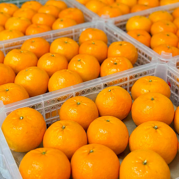 istock Orange, orange juice, orange tree, orange pulp, fruit, juice 2226403180