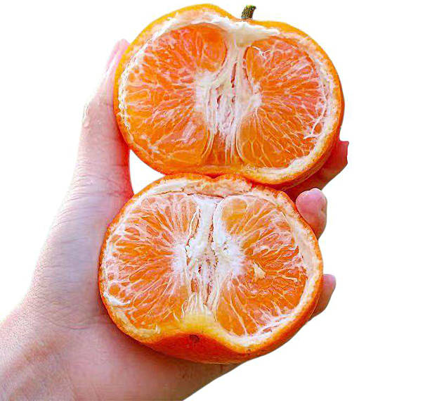 istock Orange, orange juice, orange tree, orange pulp, fruit, juice 2226403197