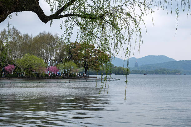 West Lake, Hangzhou, China. Spring blossoms, fresh willow tree branches and Leifeng Pagoda in the misty distance