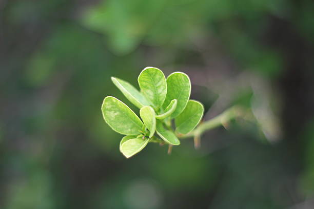 istock Closeup leaf image of Desmodium adscendens, Coin-leaf desmodium or Strongback. 2226403724