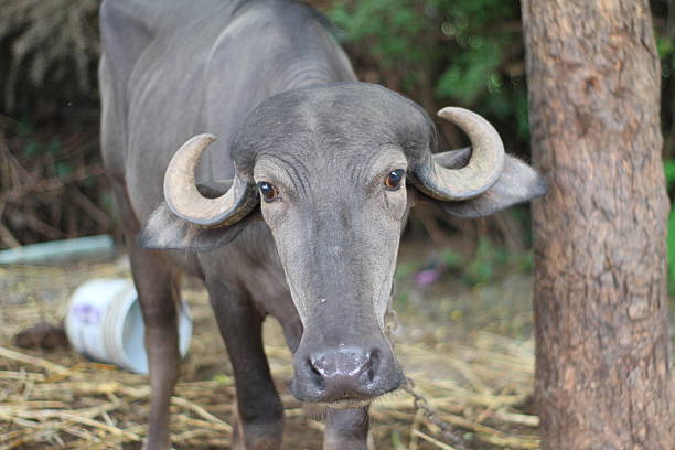 istock the image is a water buffalo, likely a Murrah or Surti buffalo 2226403805