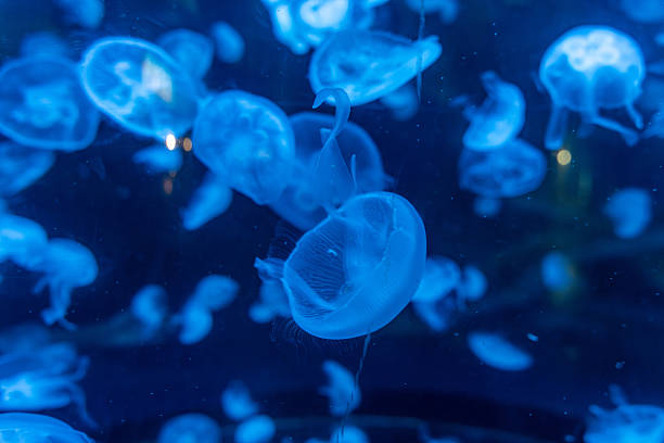 istock Illuminated jellyfish swimming in an aquarium tank. 2226403921