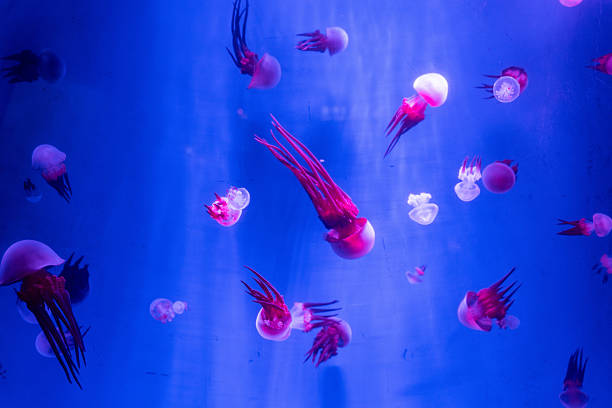 The image presents a group of jellyfish floating in a tank, lit by artificial light. The jellyfish display various colors, predominantly red and white, with some exhibiting patterns. The water is a deep blue, enhancing the visibility of the jellyfish. The scene captures the natural movement of the jellyfish in their environment. Suitable for stock categories: marine life, jellyfish, aquarium exhibits, underwater photography, and aquatic habitats.