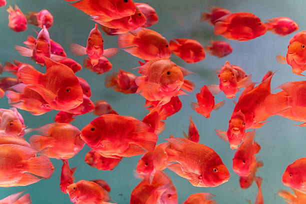 istock A group of tropical fish swimming in a confined aquarium setting. 2226404032