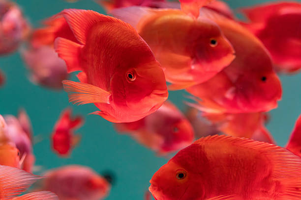 istock A group of tropical fish swimming in a confined aquarium setting. 2226404036