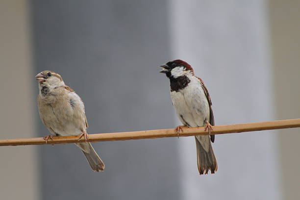 istock Close-Up Of Sparrows Perching On Branch 2226404257
