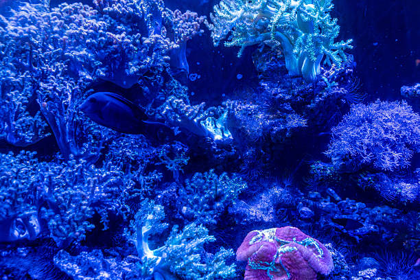 istock An aquarium scene with corals under blue lighting. 2226404352