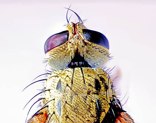 housefly