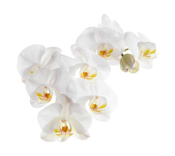 istock White Phalaenopsis Orchid, Moth Orchids isolated on white background, with clipping path 2226405508