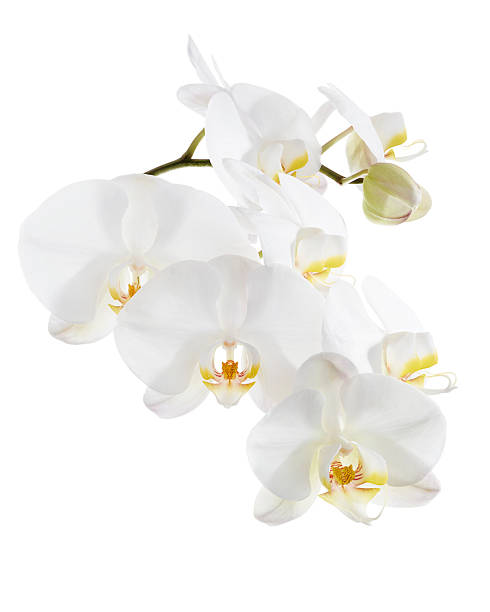 istock White Phalaenopsis Orchid, Moth Orchids isolated on white background, with clipping path 2226405510