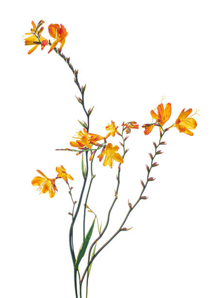 Crocosmia flower, Orange Montbretia flower isolated on white background, with clipping path