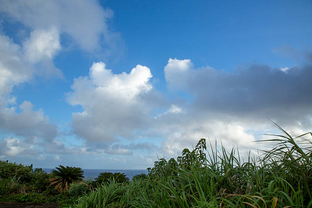 Summer scenery of Amami Oshima