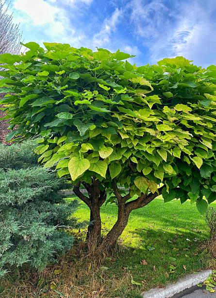 istock Lush Catalpa Trees in a Summer Garden 2226406139