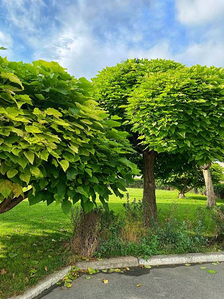 istock Lush Catalpa Trees in a Summer Garden 2226406146