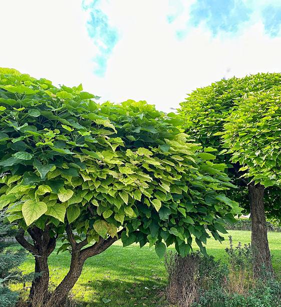 istock Lush Catalpa Trees in a Summer Garden 2226406148