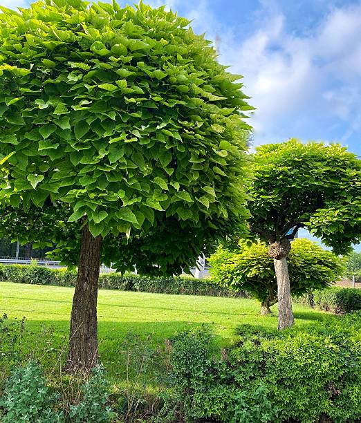 istock Lush Catalpa Trees in a Summer Garden 2226406155