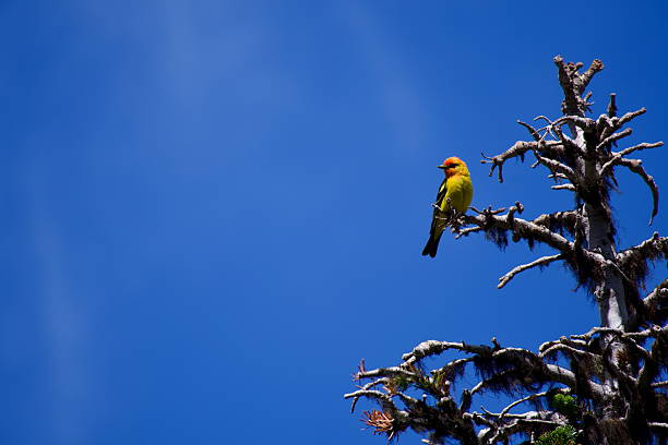 A striking Western Tanager, with its bright yellow body and fiery red-orange head, perches confidently on the gnarled branch of a weathered tree. The brilliant blue sky forms a clean, cloudless backdrop, emphasizing the bird's vivid colors.