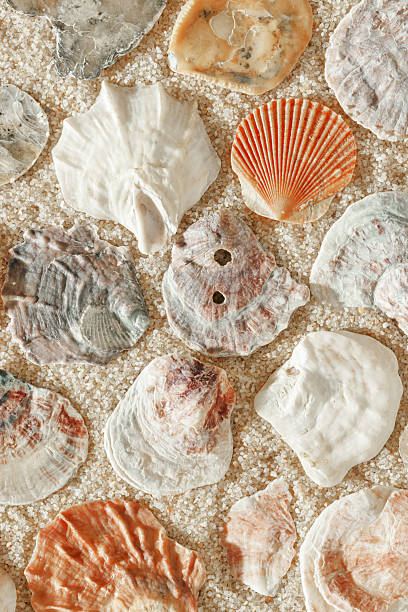 istock Colored Shells summer pattern on sandy beach, aesthetic nature still life, organic shapes, beauty nature background. Closeup seashells at Soft lighting, warm tones create natural, beachy mood 2226407831