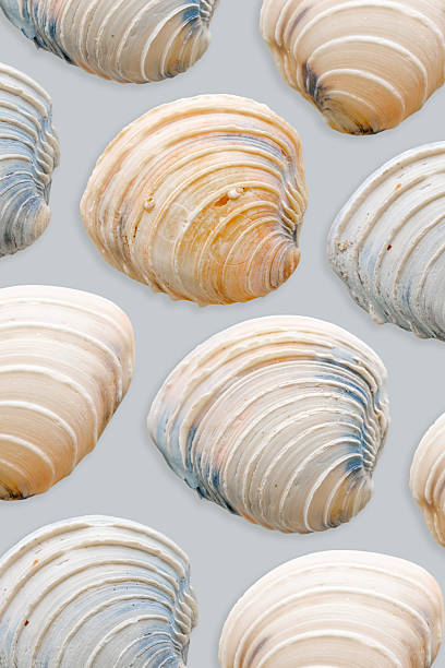 Colored Seashells Minimal Pattern on blue, oceanic and sea life decor, aesthetic summer background with beige blue conchs, shell of mollusks, creative still life, nature abstract, nautical style