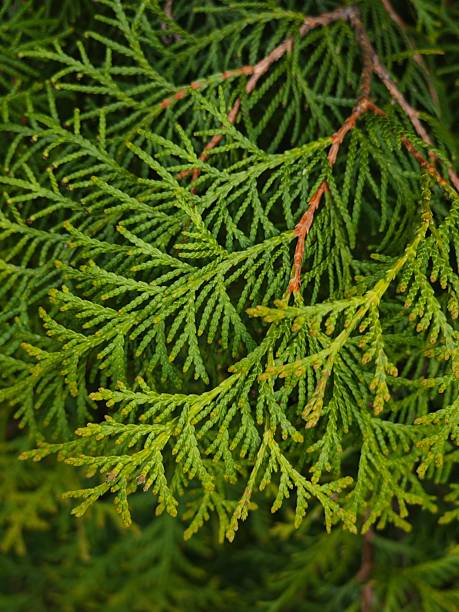 istock Openwork green branches of thuja in the garden. Landscape design 2226408239