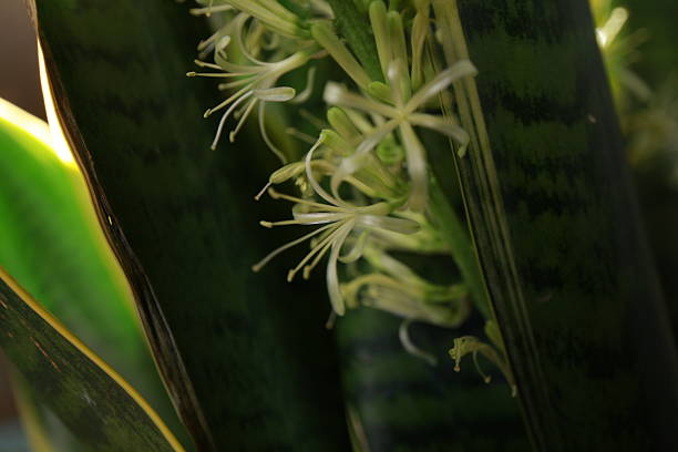 istock Sansevieria plant blooms in a pot white flowers 2226408358