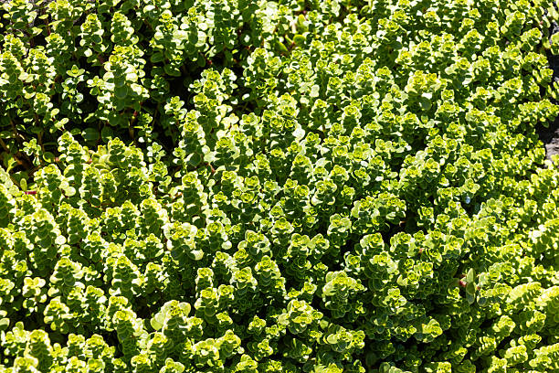 Vibrant green succulent plants surround a large volcanic rock on sandy soil, creating a striking contrast of textures and colors under clear sunny skies. Perfect for nature, landscape, and botanical themes.
