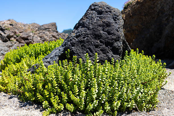 Vibrant green succulent plants surround a large volcanic rock on sandy soil, creating a striking contrast of textures and colors under clear sunny skies. Perfect for nature, landscape, and botanical themes.
