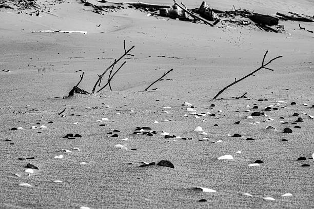 Black and white coastal scene featuring seashells, stones, and driftwood on sandy dunes. A minimalist beach landscape perfect for nature, texture, and fine art photography themes.