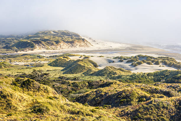 This breathtaking coastal landscape captures golden grassy sand dunes under bright sunlight, rolling toward a mist-covered beach. The scene blends textures of sand, grass, and ocean waves for a serene, natural beauty.