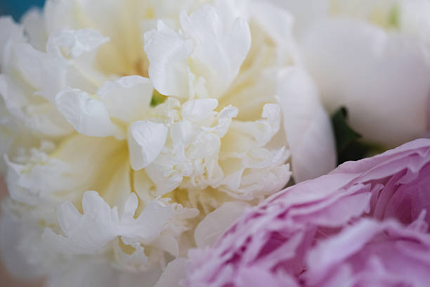 White and pink peony flowers with smooth petals in bloom
