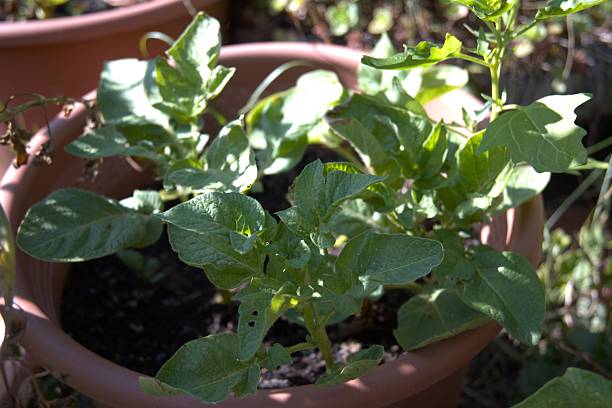 istock Potato plant in flower pot close up. 2226411557