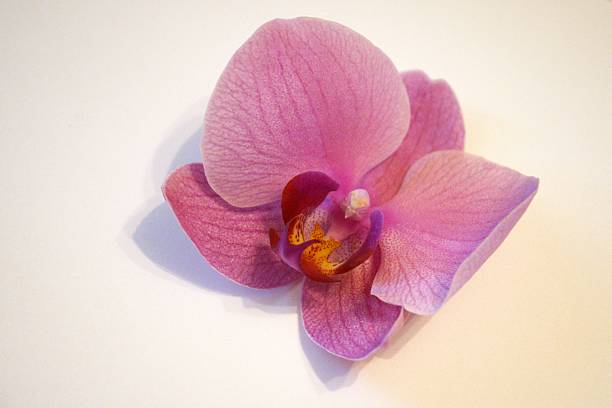 One pink orchid flower on a white background close up.