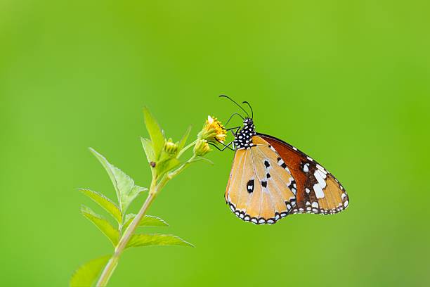 istock Butterfly on Flower with Green Background 2226412813