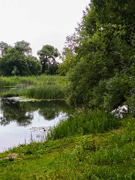 istock A calm river flows into a lake surrounded by thickets of reeds, shrubs and green deciduous trees. 2226413873