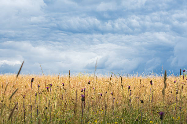 Healthy ripening wheat growing in a farm field under big blue summer skies with white fluffy clouds to the horizon.
