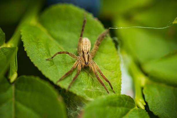 istock Nursery web spider, pisaura mirabilis sitting on green leaf. Czech animal background 2226414030