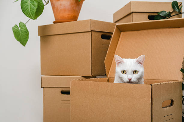 istock Cute white cat sitting inside a box among moving boxes in new home. Relocation. The concept of moving. Packing things in boxes. Moving to a new apartment with a pet 2226416184