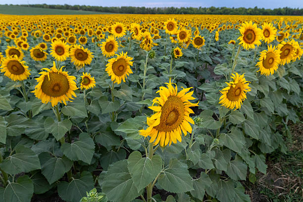 istock Vibrant sunflower field in full bloom 2226417967