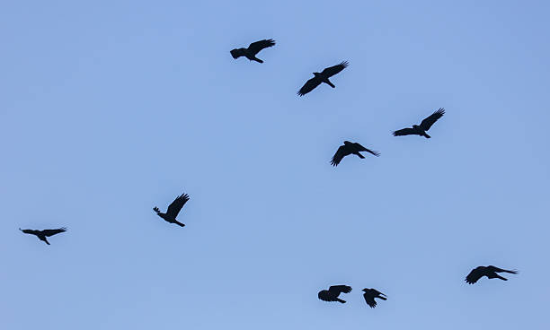 istock A flock of birds flying in the sky 2226418352