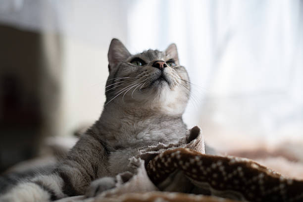 istock Cute cat relaxing by the window 2226418609