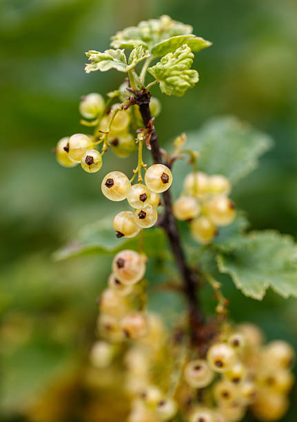 istock A cluster of small yellow berries on a branch 2226418747