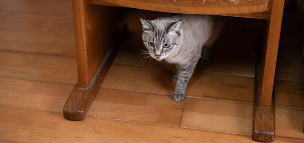 istock Cat hiding under furniture 2226418896