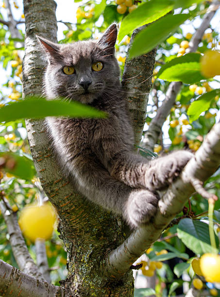A grey cat is sitting on a tree branch next to a tree full of yellow cherries. The cat is looking down at the cherries, possibly curious about them