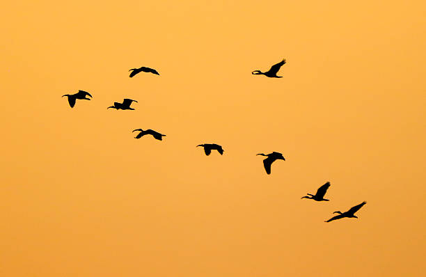istock A flock of birds flying in a line across a sky 2226419224