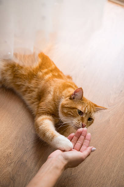 istock A red-haired cat on the parquet floor 2226419250