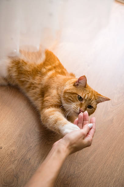 istock A red-haired cat on the parquet floor 2226419267