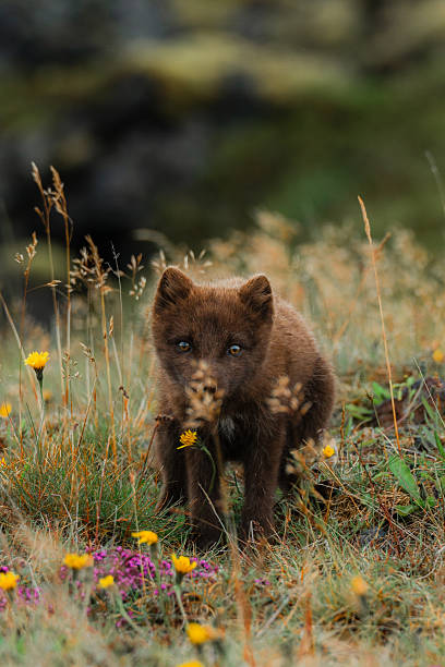 Scenic view of arctic  Fox among volcanic landscape in Iceland