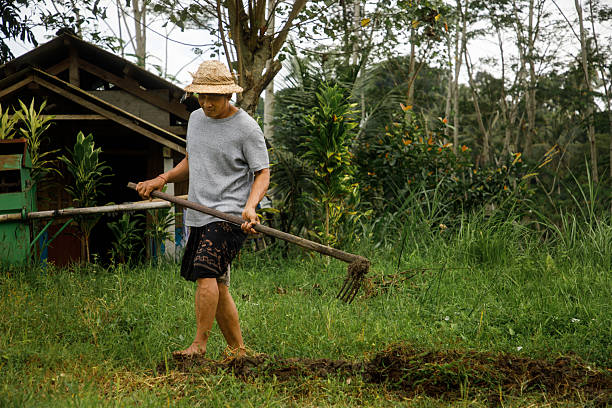 A man in casual attire and a straw hat uses a garden fork in a scenic backyard setting surrounded by plants and greenery. This captures the simplicity of rural life, gardening, and eco-friendly practices. A rustic wooden shed stands in the background, completing the peaceful pastoral scene.
