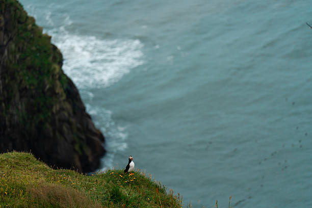istock Puffins nesting on the cliff above black sand beach in Iceland 2226422147