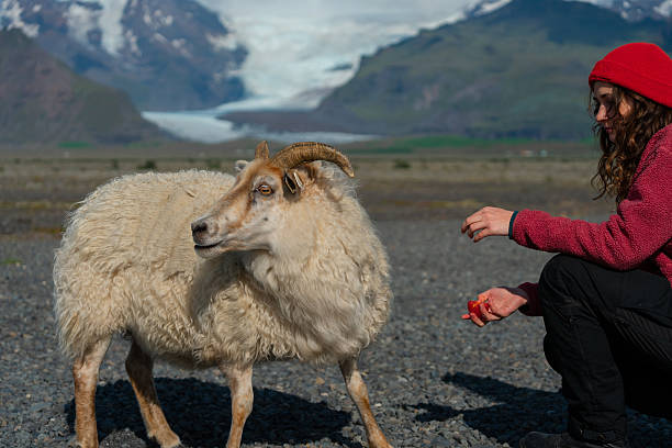 Man and child stroke sheep at contact zoo. Animals and therapy. Quality close up photo. High quality photo